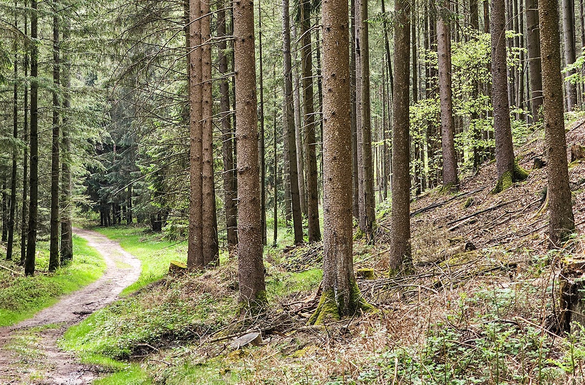 Tagestour mit Eseln Eppenbrunn