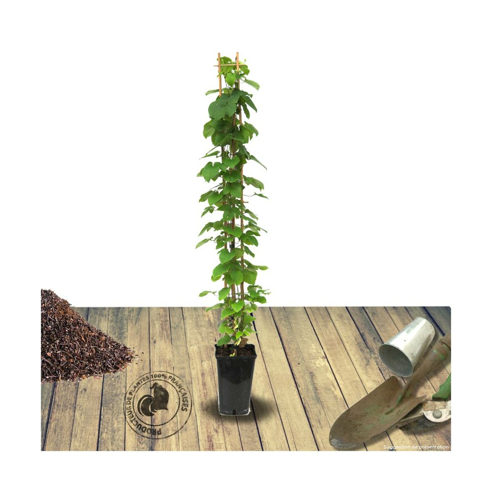 Clématite warsaw nike/clematis warsaw nike[-]pot de 3l - echelle bambou 60/120 cm