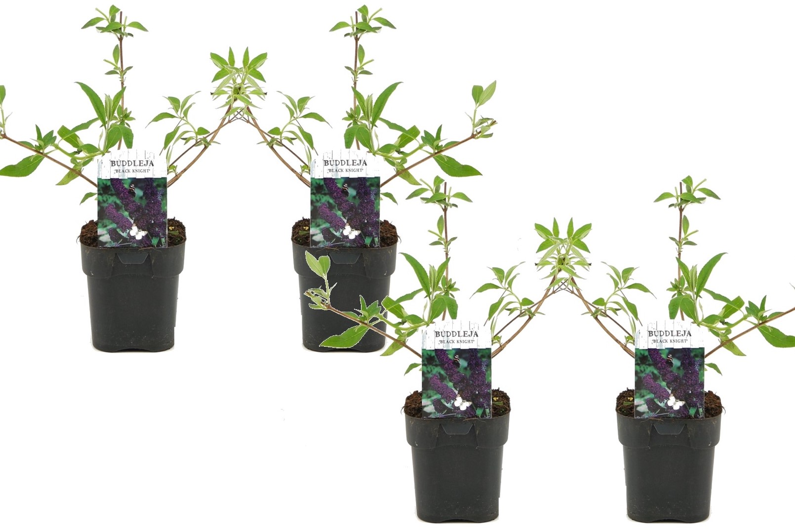 Buddleja davidii black knight - set de 4 - buddleia - pot 17cm - hauteur 30-40cm