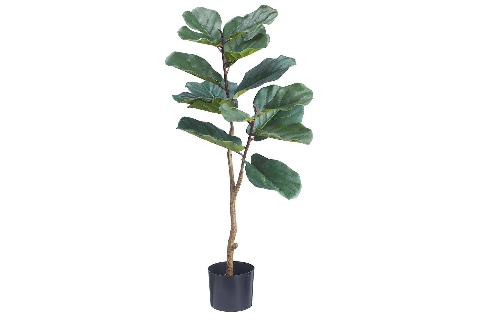 Fiken potteplante