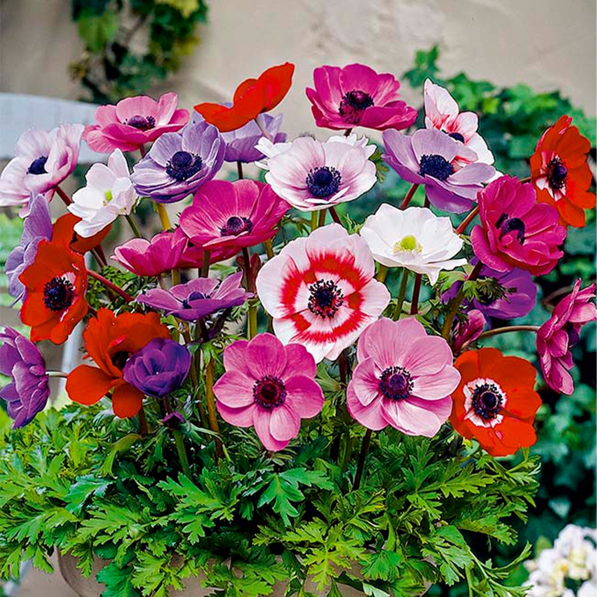 Bloomique – Mix van 50 – Anemone De Caen – Tuinanemoon – Kleurenmix – Bloembollen – Voorjaarsbloeier – Vaste planten – Wordt 20–25 cm hoog