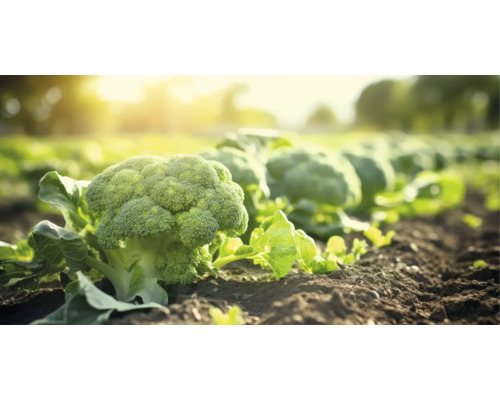 Broccoli 'Marathon' FloraSelf 6-pack