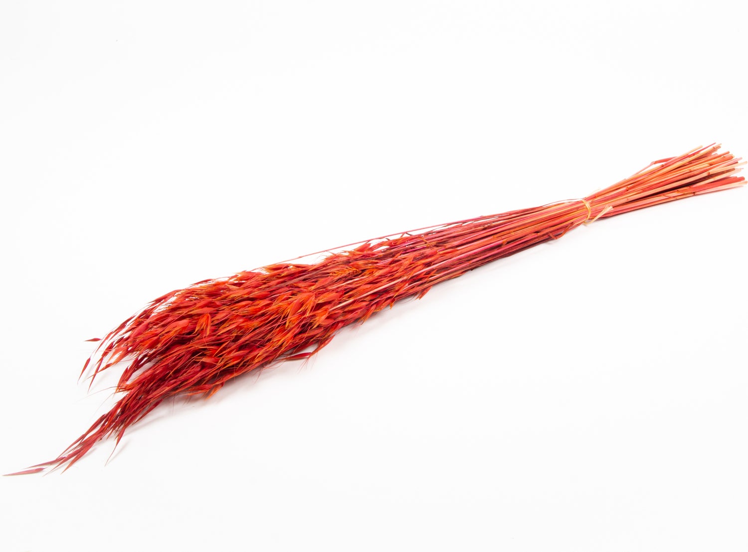 Droogbloemen Wilde Haver (Avena) rood H 55 cm