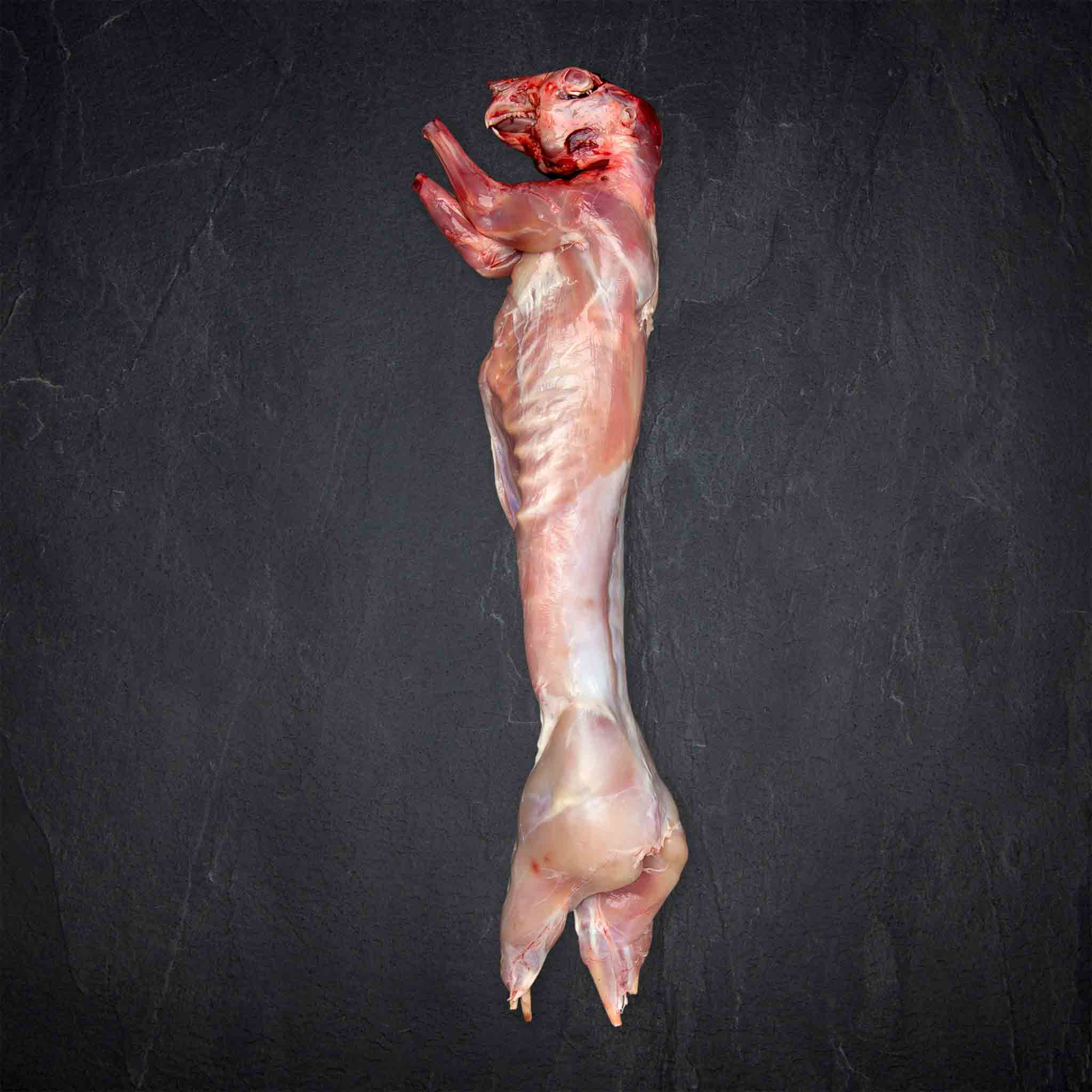 Kaninchen ganz