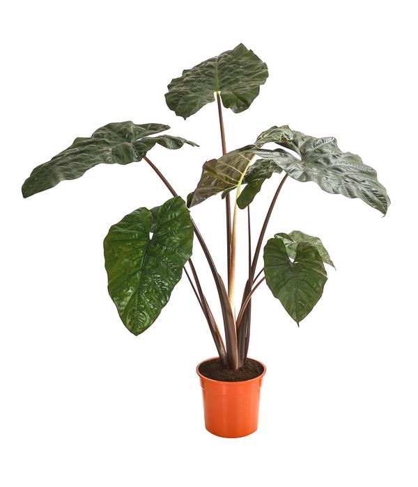 Pfeilblatt - Alocasia 'Yucatan Princess'
