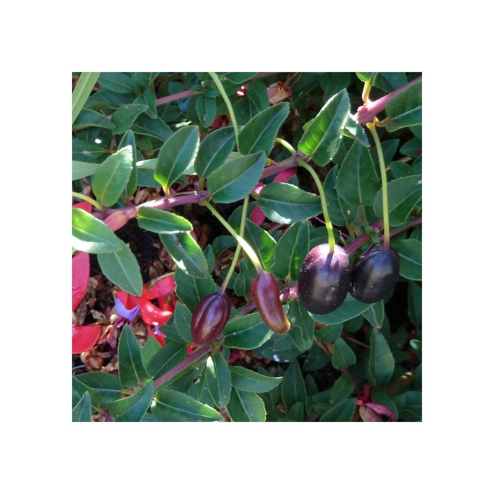 Fuchsia regia 'reitzii'/fuchsia regia 'reitzii'[-]pot de 4,6l