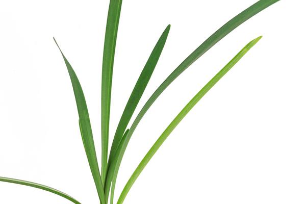 Knobi-Gras