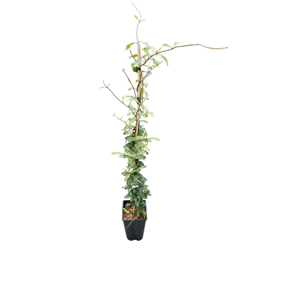 Jasmin étoilé Asiaticum Pink Shower®- pot 3L