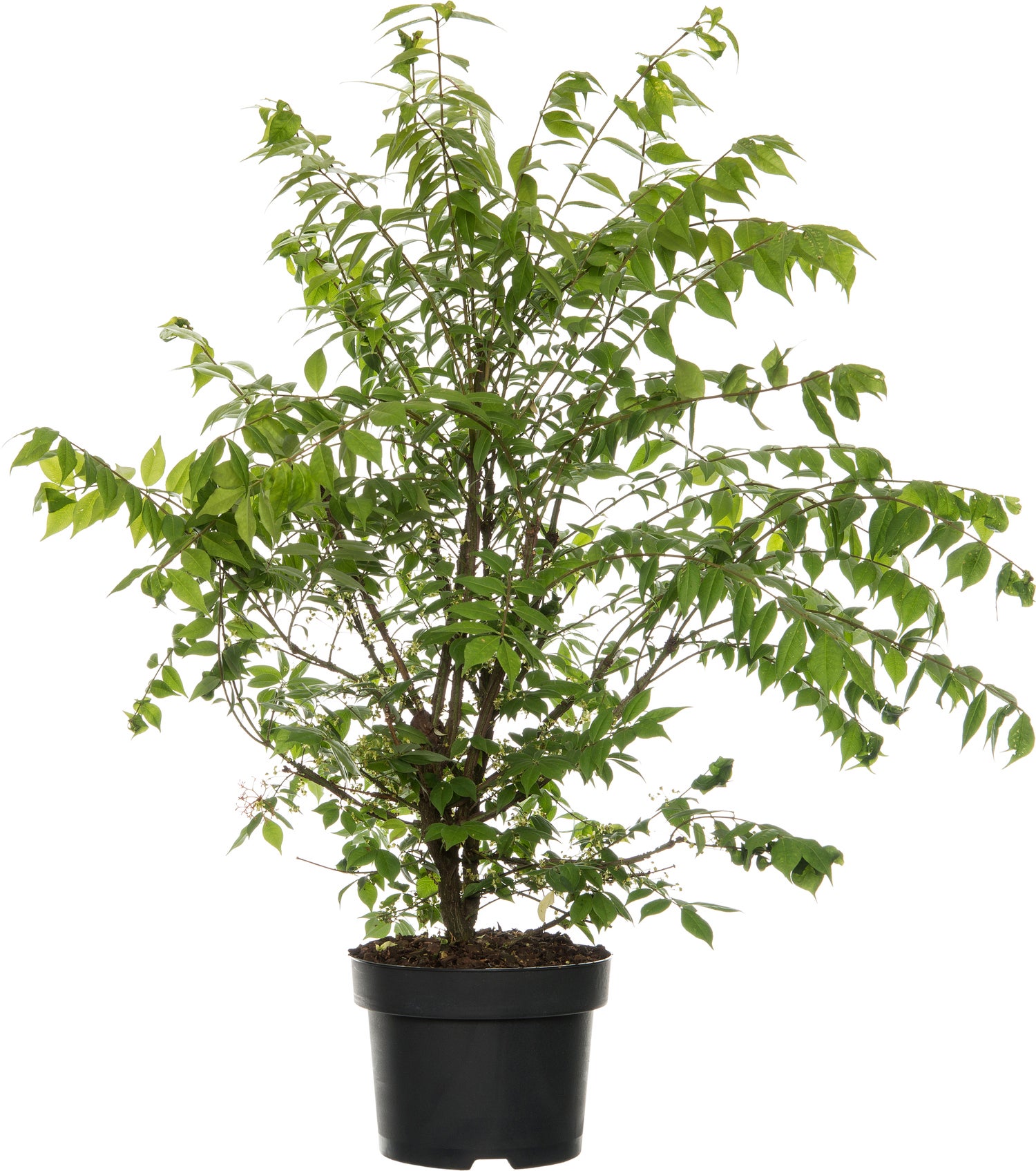 Wilde Kardinaalsmuts (Euonymus europaeus) H 40-60 cm 10 stuks