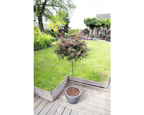 Japanse esdoorn Acer palmatum 'Shaina' H 50-60 cm Co 3 L