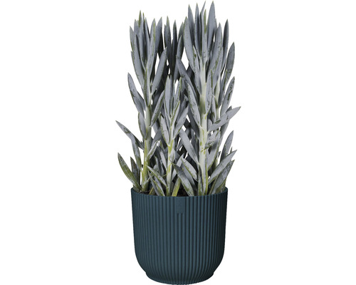Elho Vibes opvouwbare plantenbak, kunststof, Ø 14,1 cm, H 12,9 cm, diepblauw