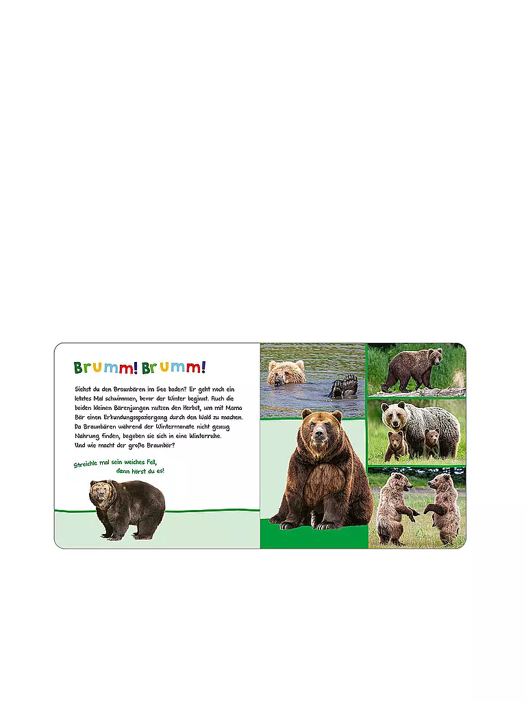 ARS EDITION VERLAG Buch - Hör mal rein, wer kann das sein? Tiere im Herbst keine Farbe