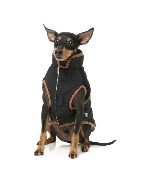 Fuzzyard Ivanhoe Jacket Zwart - Hondenkleding