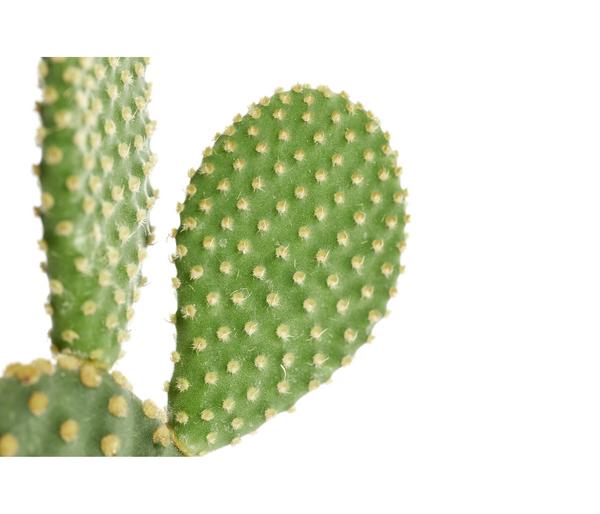 Hasenohr-Kaktus - Opuntia microdasys,