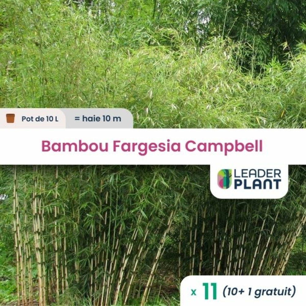 11 x bambou fargesia campbell en pot de 10 l