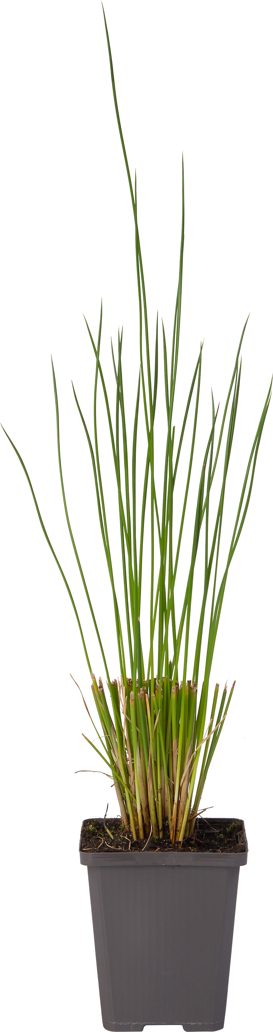 Pitrus (Juncus effusus) D 9 H 20 cm