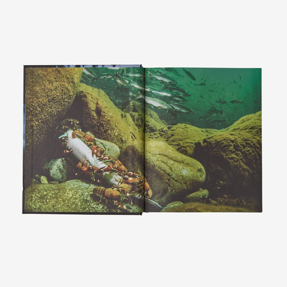 Lachs: Ein Fisch, die Erde und die Geschichte ihres gemeinsamen Schicksals (gebundenes Buch, erschienen bei Patagonia)