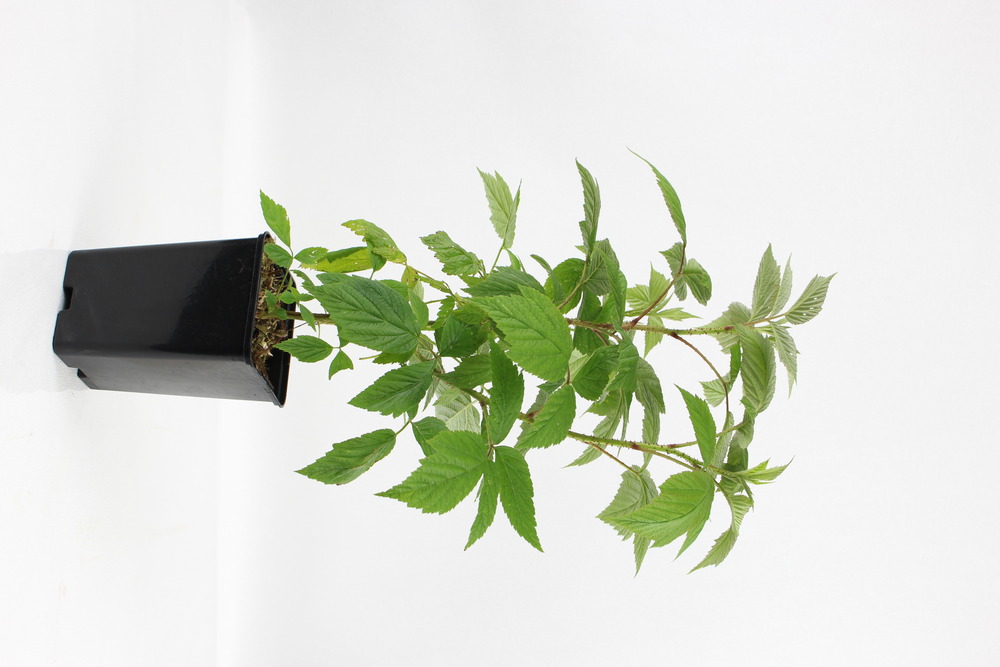 Plant de framboisier remontant versailles pot 1,3 l