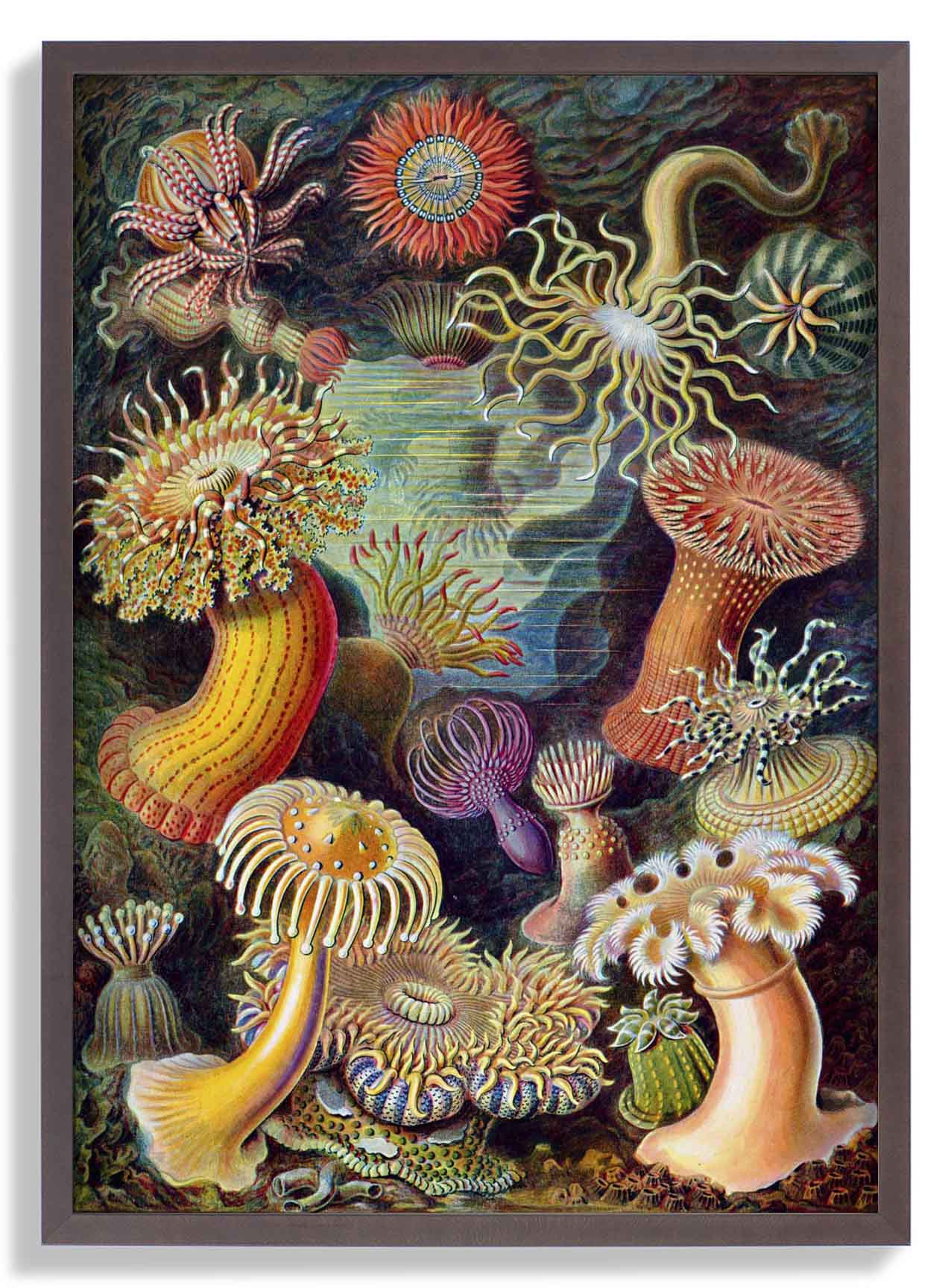 Anemonen von Ernst Haeckel