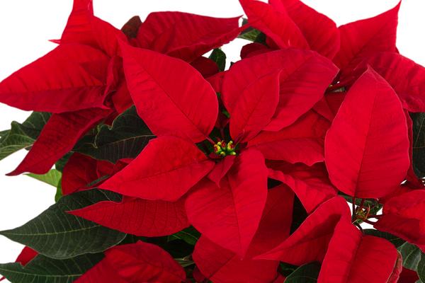 Weihnachtsstern - Euphorbia pulcherrima, Busch