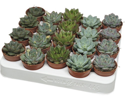 Echeveria Mix FloraSelf Echeveria Ø 5,5 cm pot willekeurige variëteitselectie