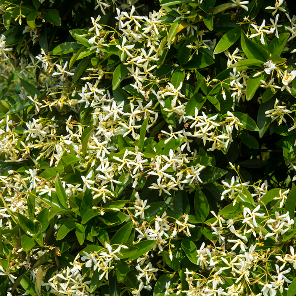 Trachelospermum 'star of toscana' – jasmin de toscane jaune – plante grimpante - ⌀15 cm - ↕60-70 cm
