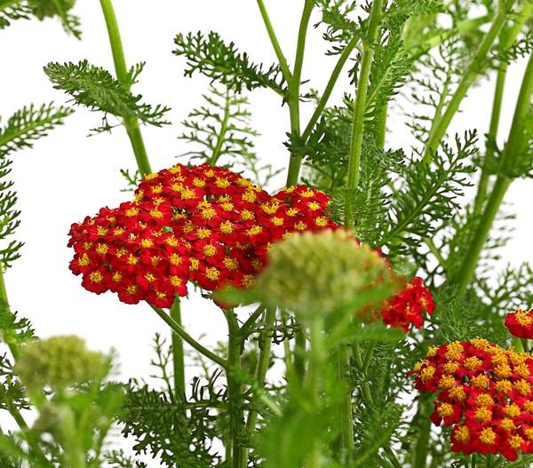 Bio Rote Schafgarbe 'Cerise Queen'