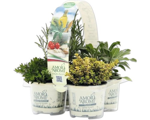 FloraSelf Mediterrane BBQ Kruidenmix 6 stuks Ø 9 cm pot 35 Jaar FloraSelf Jubileumeditie