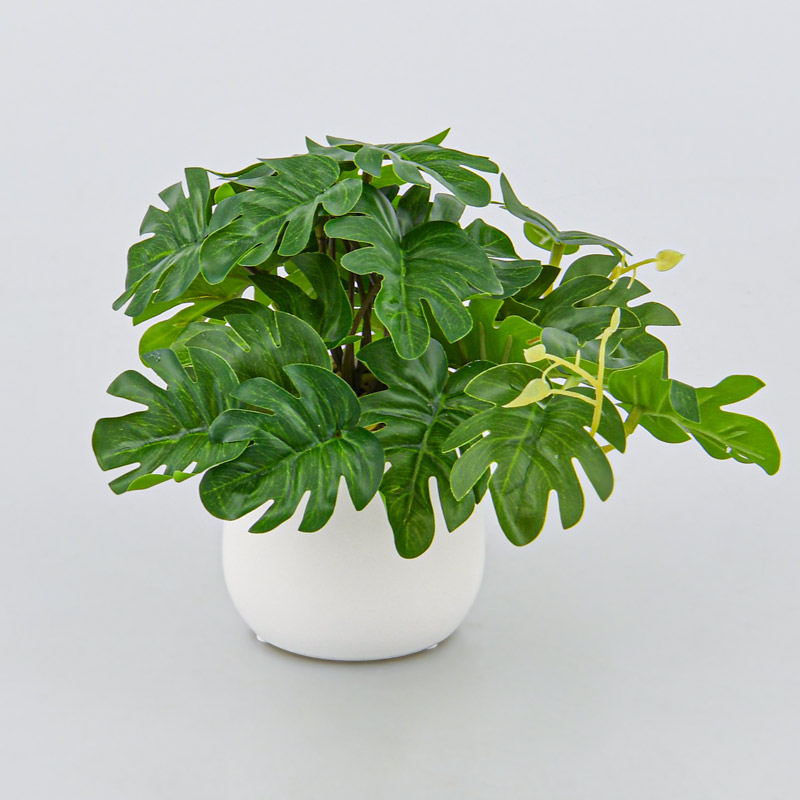 Philodendron en pot