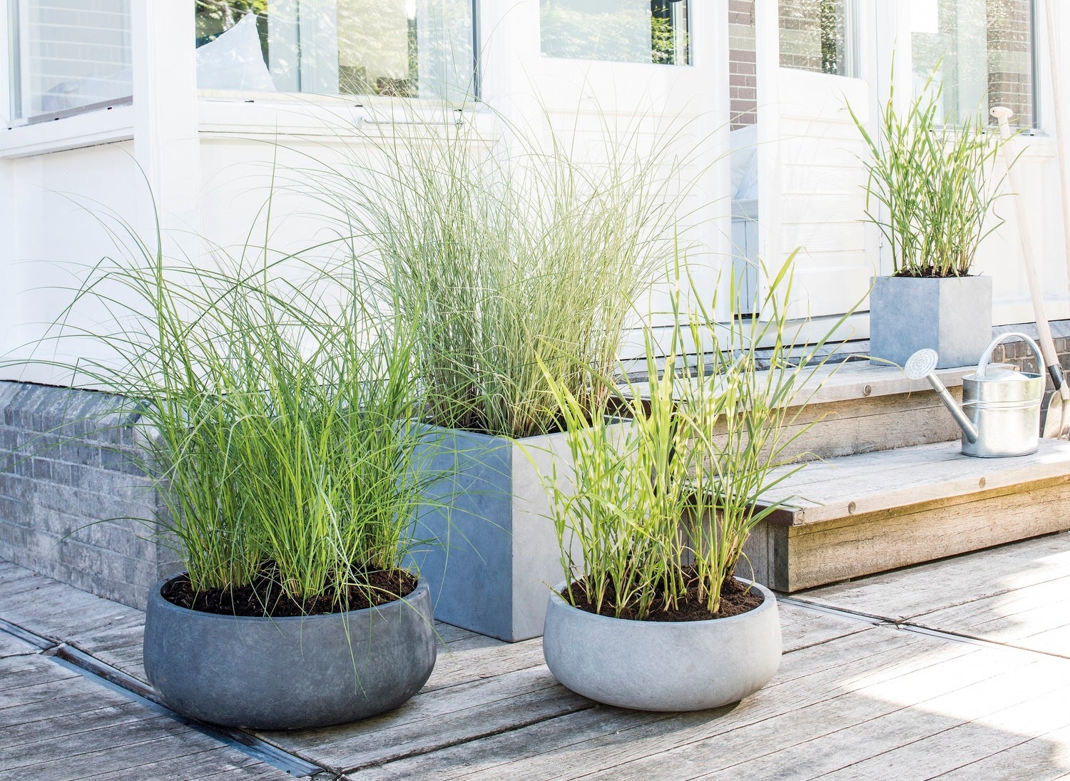 Chinees riet (Miscanthus sinensis 'Morning Light') D 23 H 60 cm