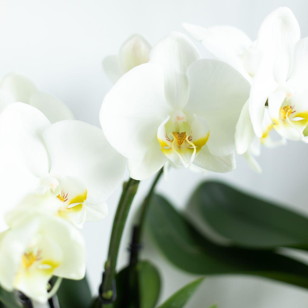 Orchidée phalaenopsis blanche - jewel ghent - taille du pot 12cm - frais du producteur