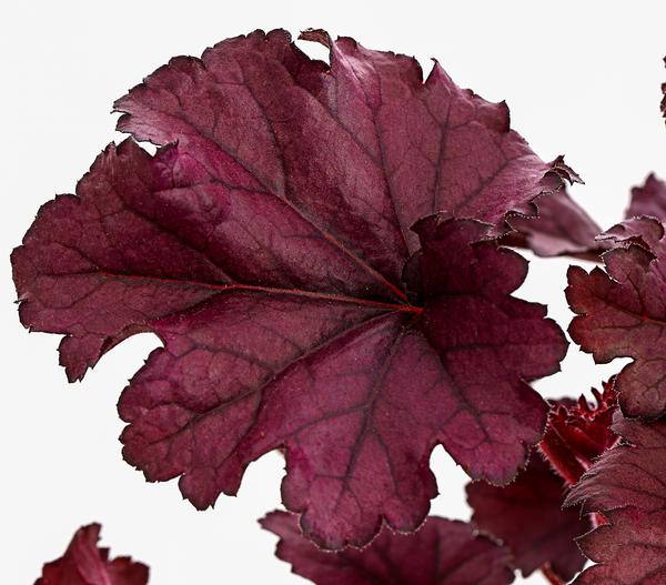 Purpurglöckchen 'Forever Purple'