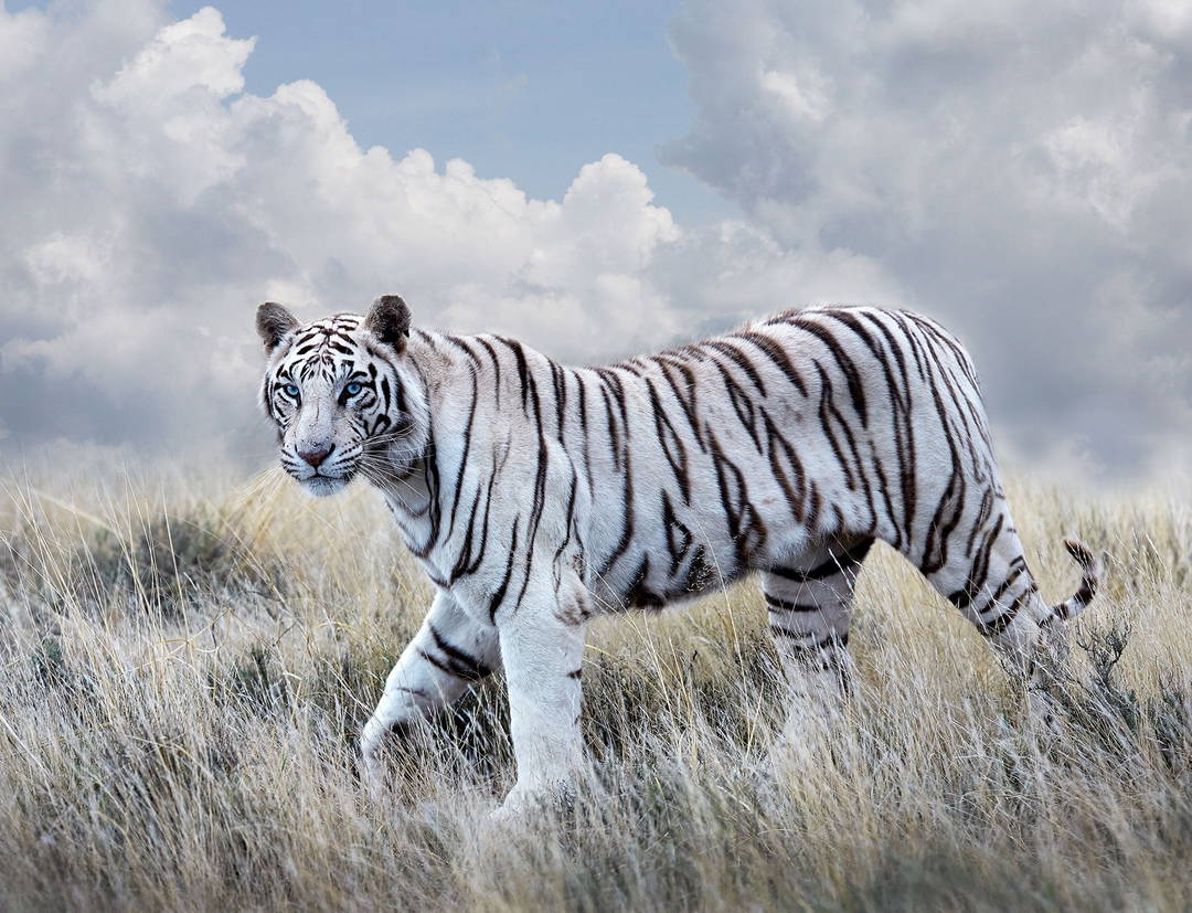 Bengal Tiger Queen by Horst Klemm - Limited Edition. Edition of: 150. Signed.