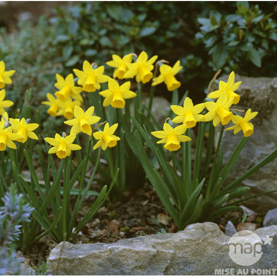 Narcisse Tête à Tête : Jardinière 40 cm