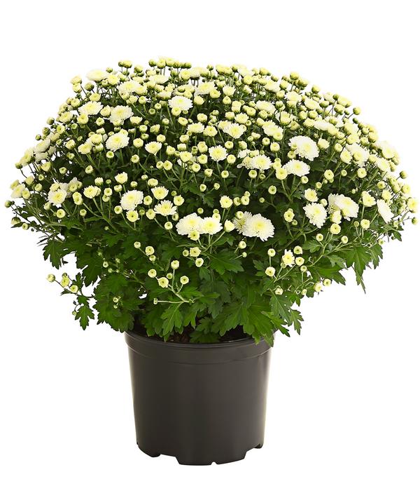 Herbst-Chrysantheme