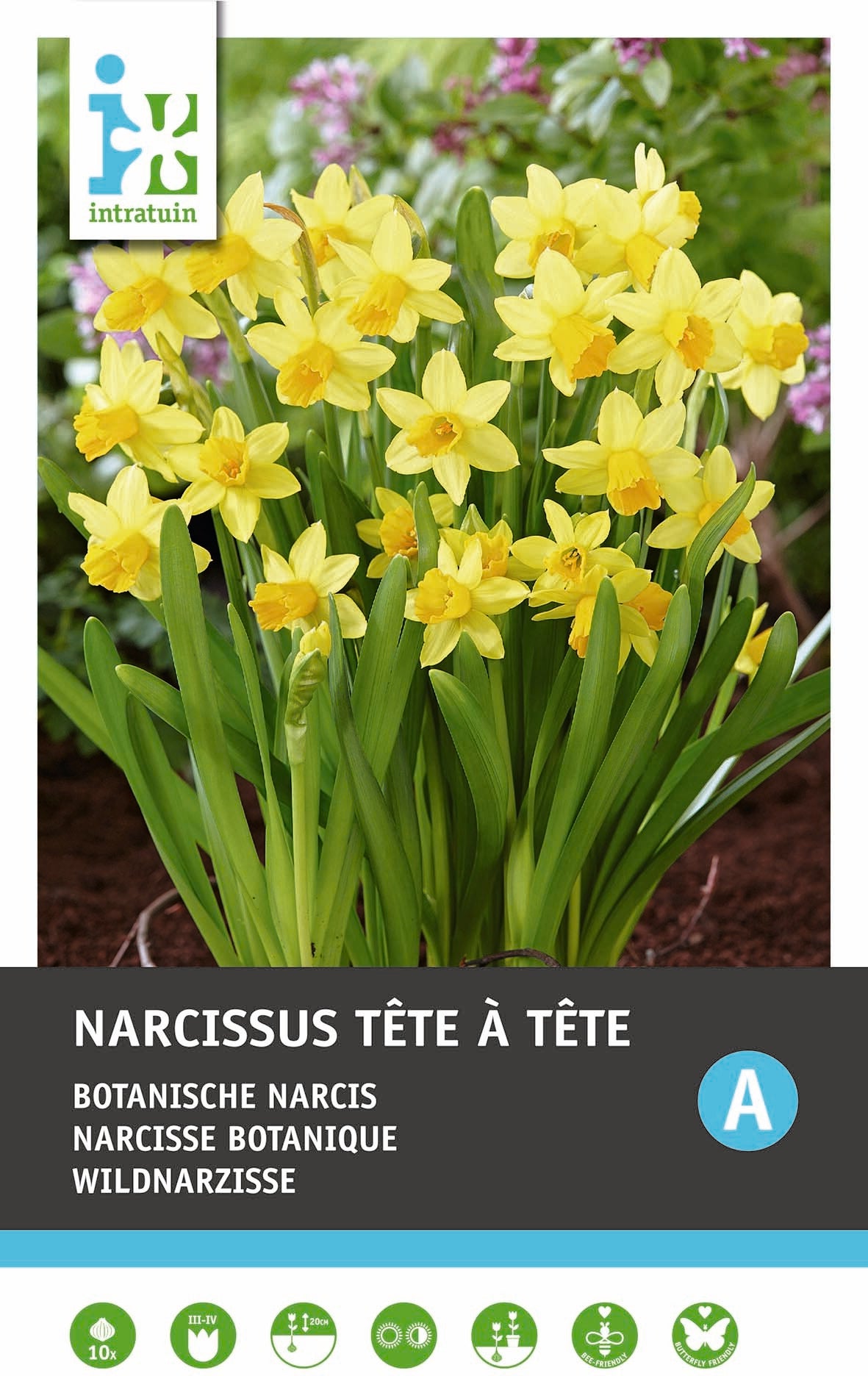 Intratuin bloembollen Narcis (Narcissus 'Tète á Tète')10 stuks