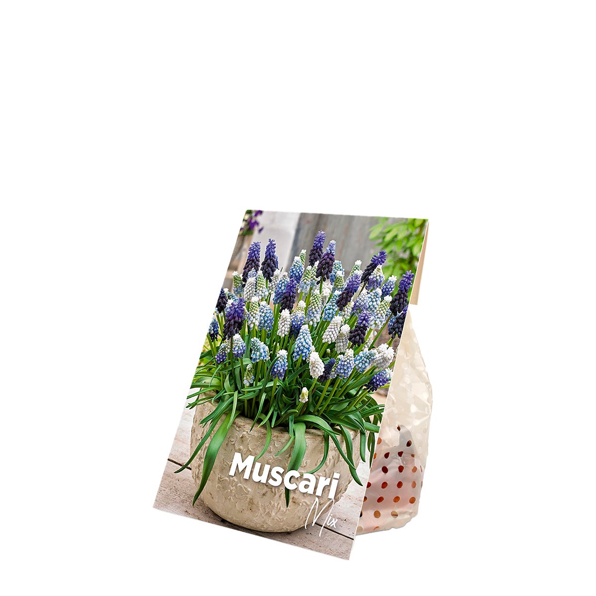 Bloomique – 50s Mix – Muscari Mix – Blauwe Druifjes – Wit, Blauw – Bloembollen – Voorjaarsbloei – Vaste planten – Wordt 10–15 cm hoog