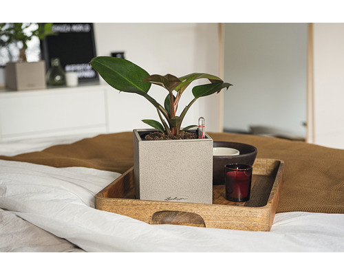 Canto Stone kunststof bloempot, 14x14x14 cm, zandbeige, inclusief grondbewateringssysteem en waterniveau-indicator
