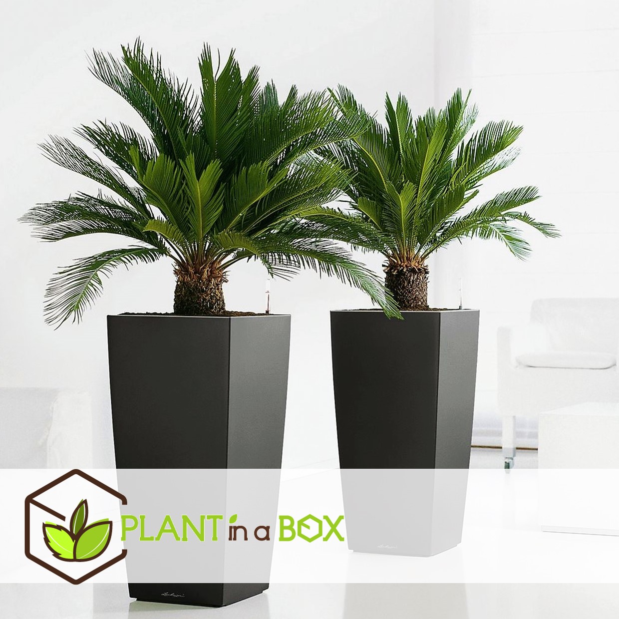 Cycas revoluta - fern palm - pot 15cm - hauteur 45-60cm