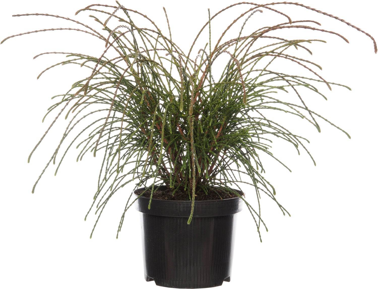 Levensboom (Thuja plicata 'Whipcord') D 17 H 20 cm