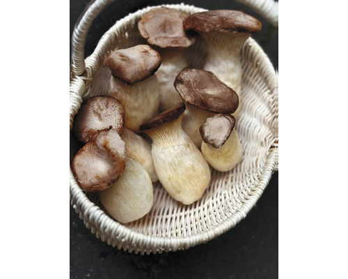 Paddenstoelen kweekset, mijn oogst, bruine hoed, gelukspaddenstoelen kweekset, complete set met 20 paddenstoelen deuvels en 3 substraatblokken van beukenhoutkrullen, oogst tot 3 jaar, gekweekte paddenstoelen