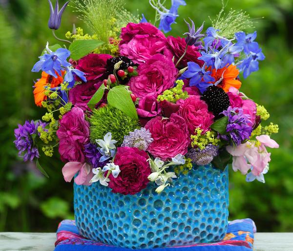 Beetrose 'Kaffe Fassett®'