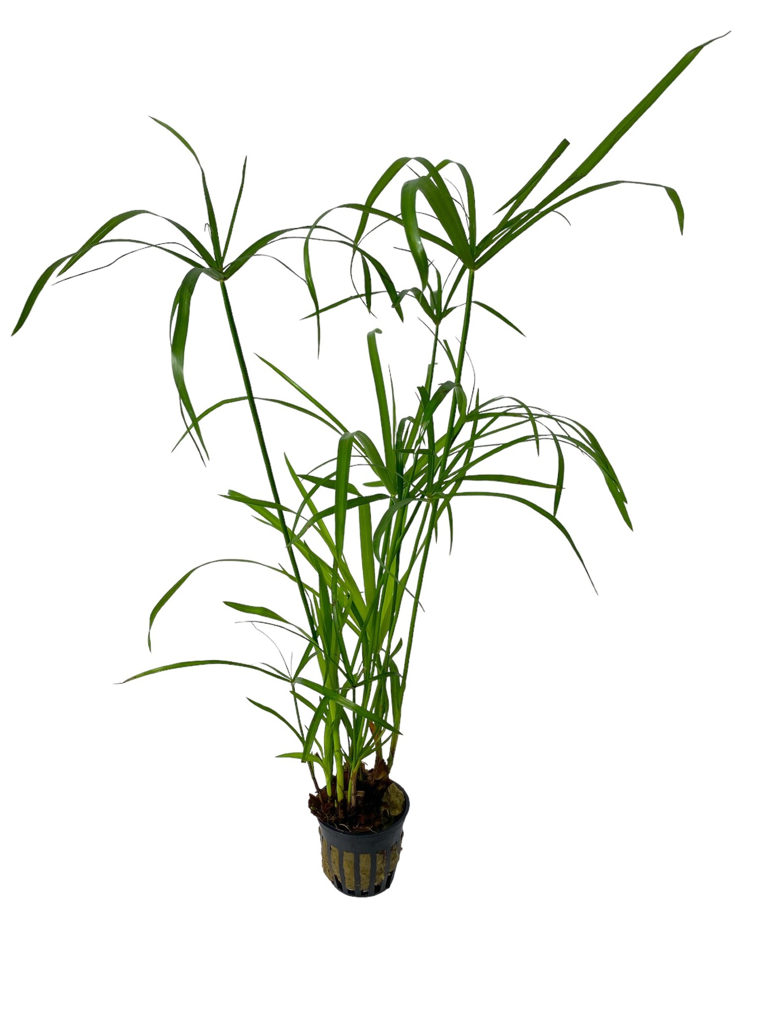 Waterplant Cyperus Alternifolius