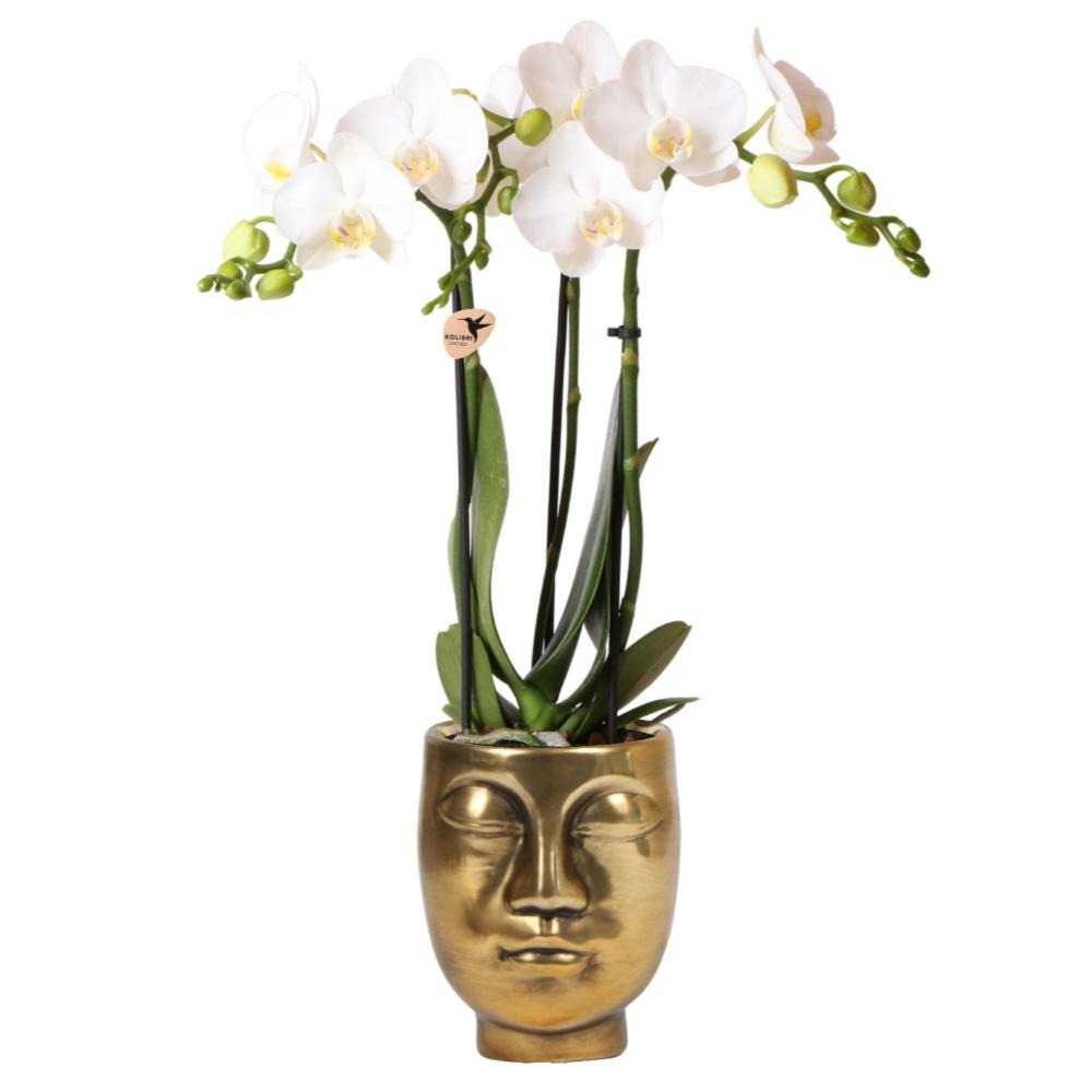 Orchidée phalaenopsis blanche - amabilis + jardinière face-2-face dorée - taille du pot 9cm - hauteur environ 40cm
