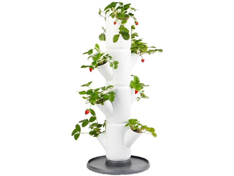 Gusta Garden Aufzuchttöpfe SISSI STRAWBERRY Starterset, Wei Urban Gardening Erdbeerbaum