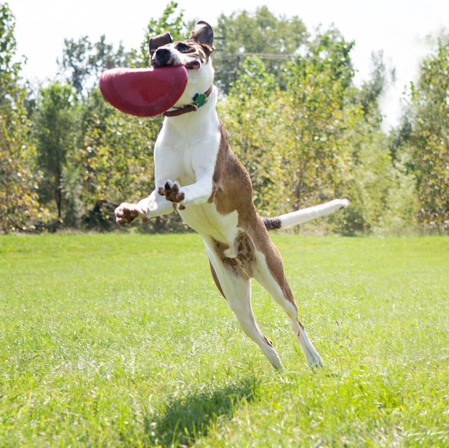 Kong hondenspeelgoed Flyer frisbee rood D 22,5 cm
