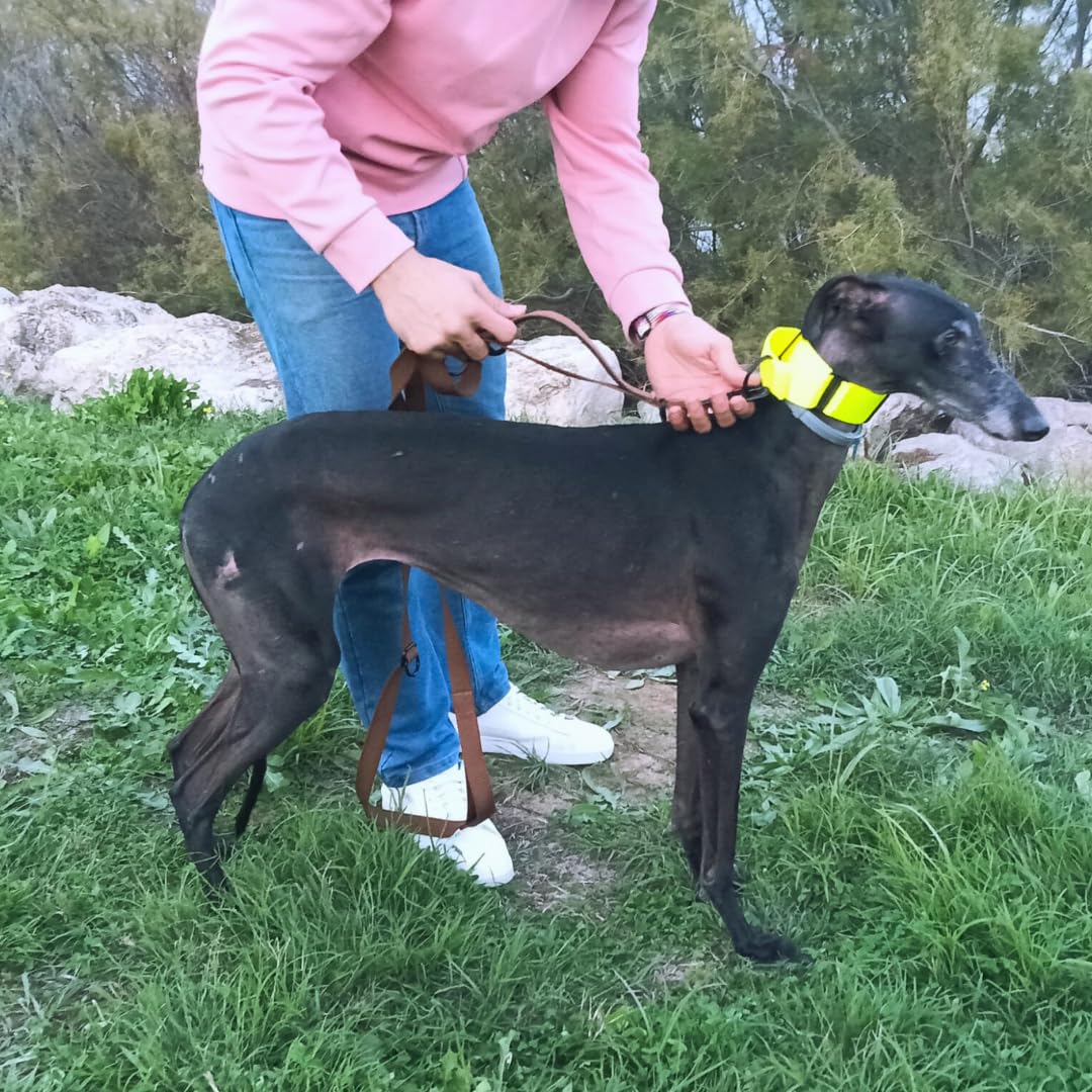 Guia para cães EGV com múltiplas posições e alça dupla de neoprene. Guia para cães que permite o uso com as mãos livres, 2,5 metros de comprimento. (Marrom)