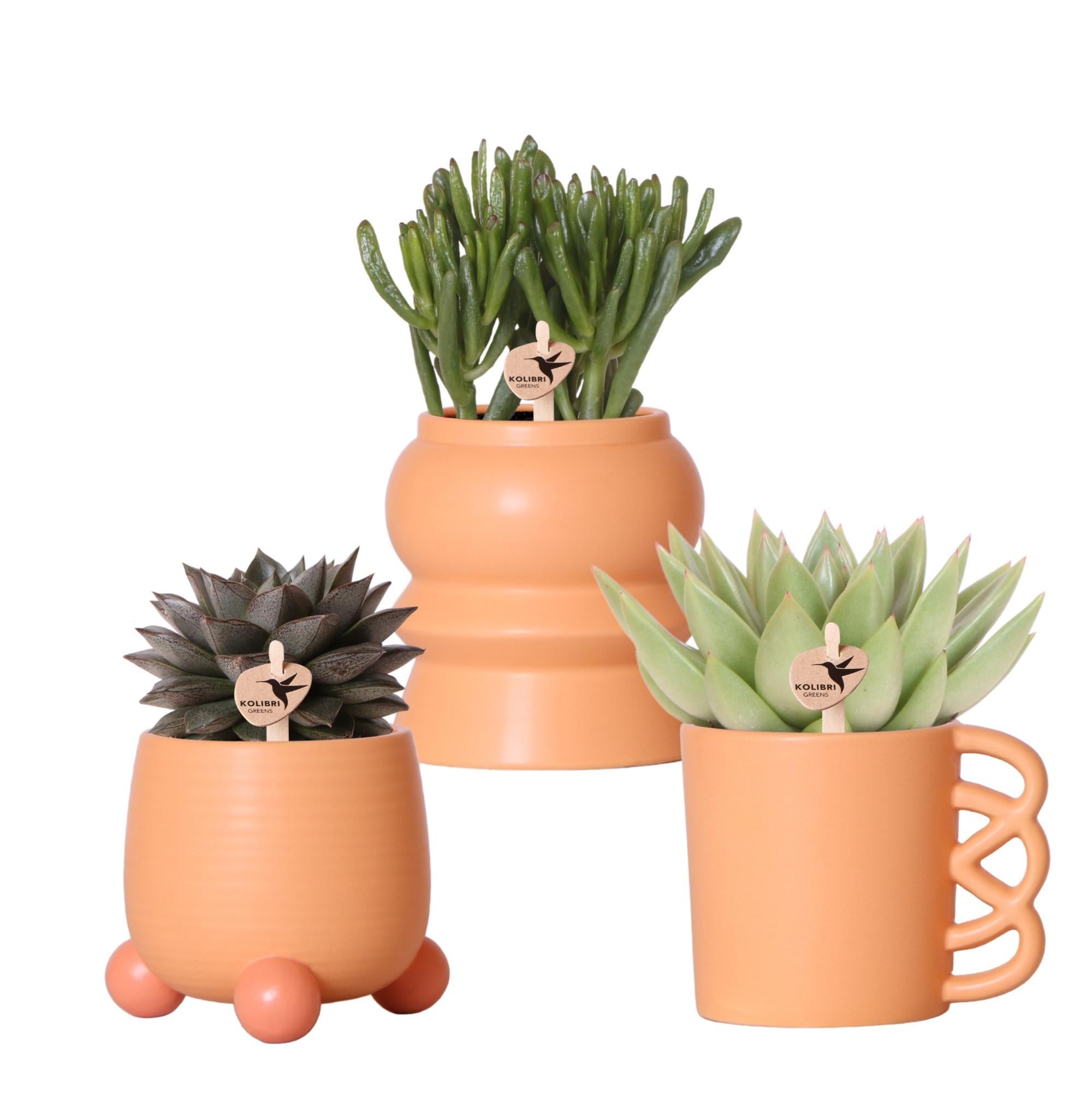 Plante d'intérieur - mix de 3 plantes succulentes et leurs caches-pots en céramique pêche 18cm