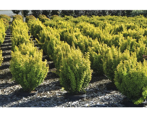 Gele dwergberberis Berberis thunbergii 