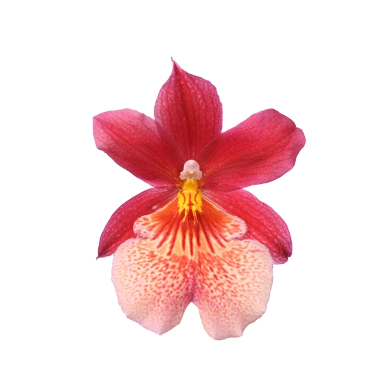 Orchidée Cambria Nelly Isler 2 tiges - pot D12cm